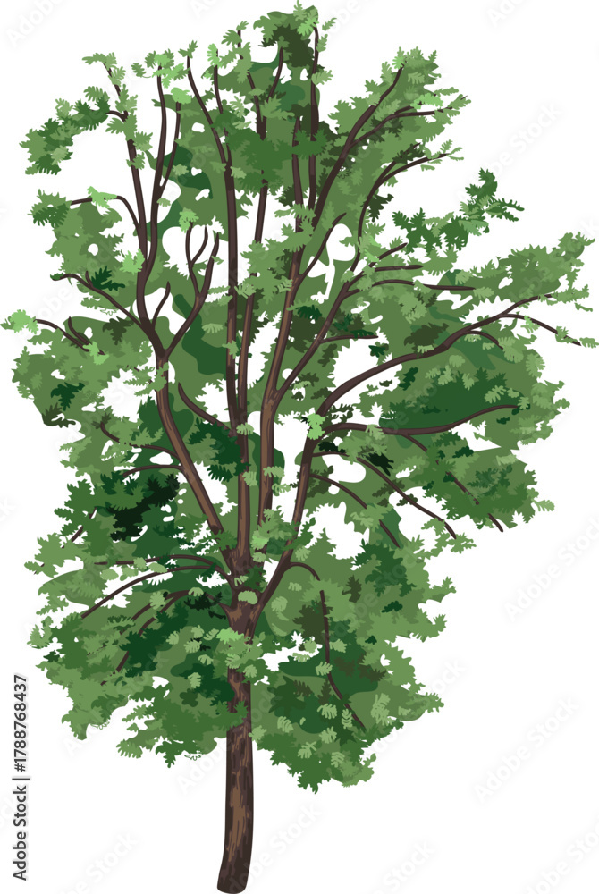 Fototapeta premium Deciduous tree with green crown for landscape design isolated on a white background