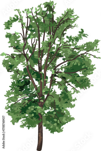 Deciduous tree with green crown for landscape design  isolated on a white background