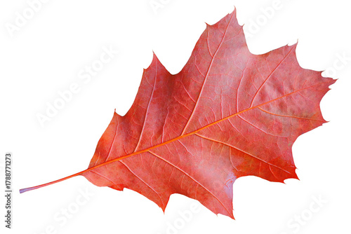 Autumn dry red oak leaf isolated on a transparent background.