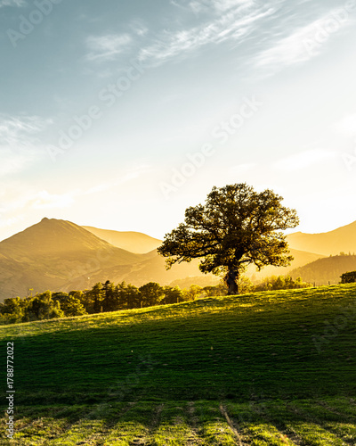 lonely tree in mountains
