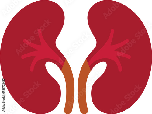 Stylized Red Kidneys with Ureters and Renal Branches
