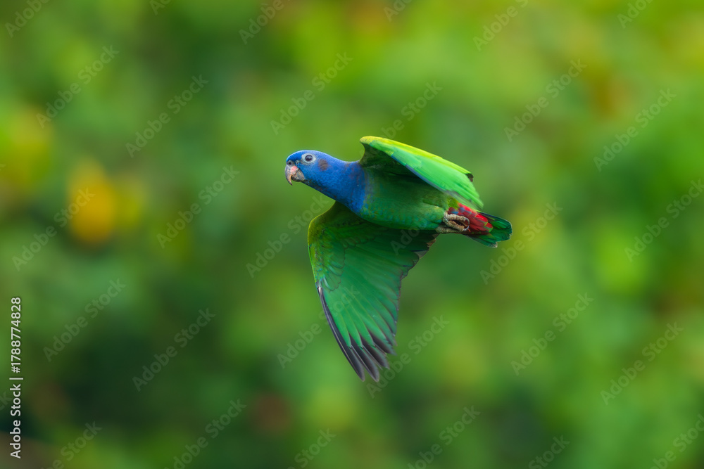Naklejka premium Blue-headed Parrot Pionus menstruus flying in Manu national park, Peru. High quality photo, 4 k resulotion.