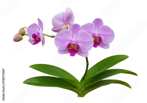 Isolated branch of phalaenopsis orchids with three open flowers and buds, tropical plant