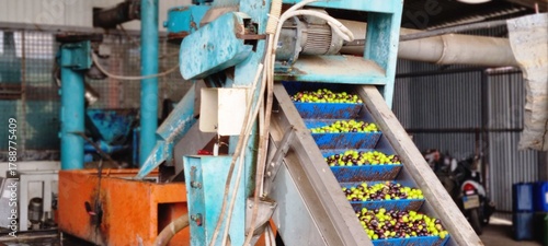 Olives on Conveyor Belt at Olive Oil Processing Plant