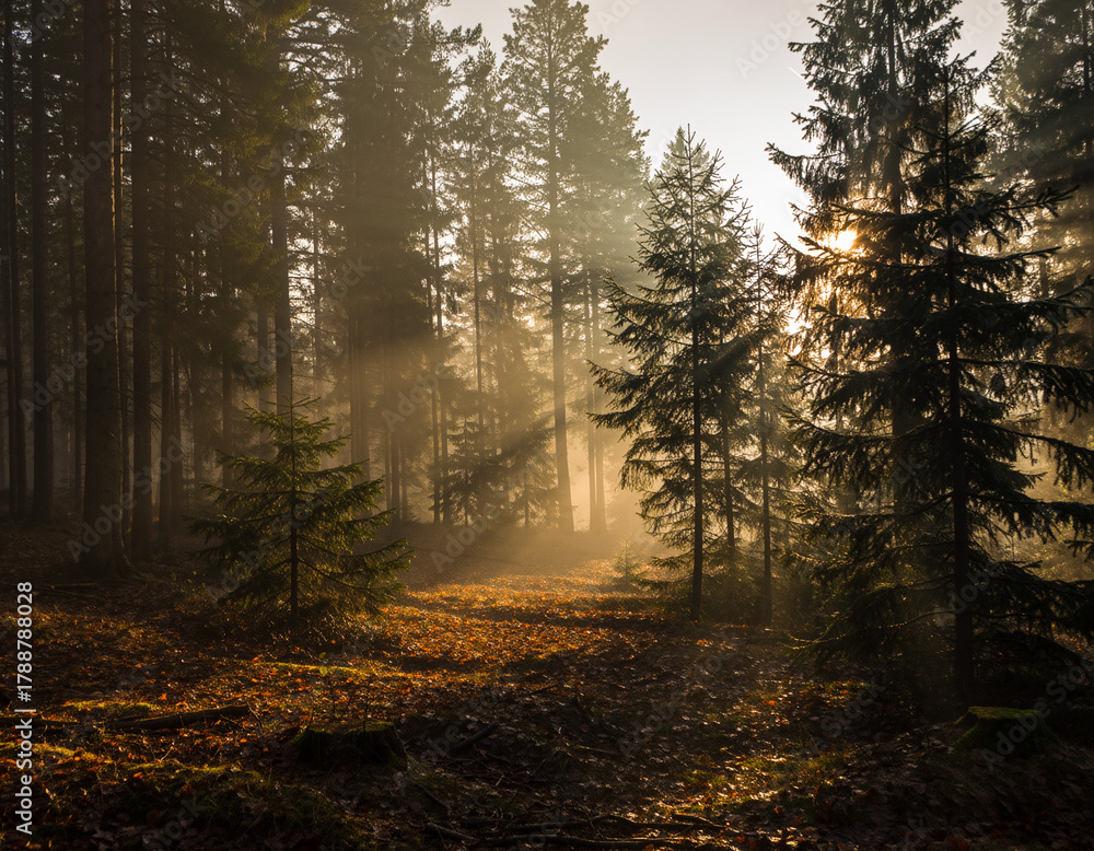 Obraz premium Misty Pine Forest at Dawn with Soft Golden Light Filtering Through the Trees - Serene Nature Scene