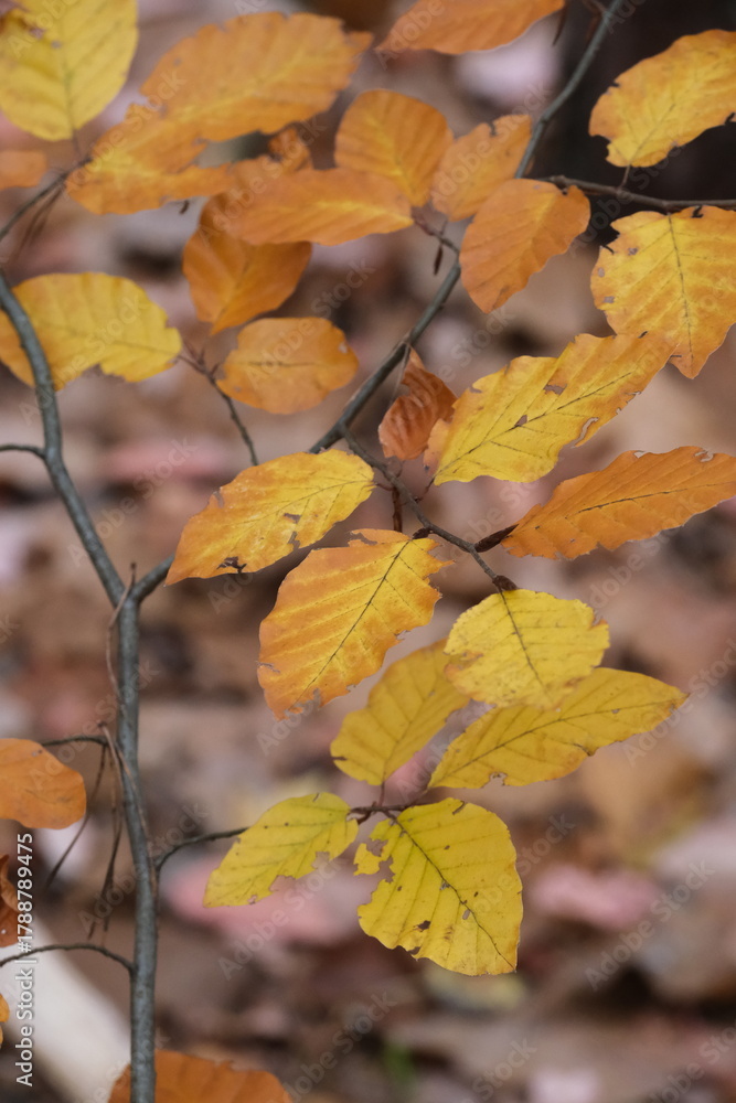Obraz premium Autumn trees in yellow forest. Park with fallen leaves on the foreground