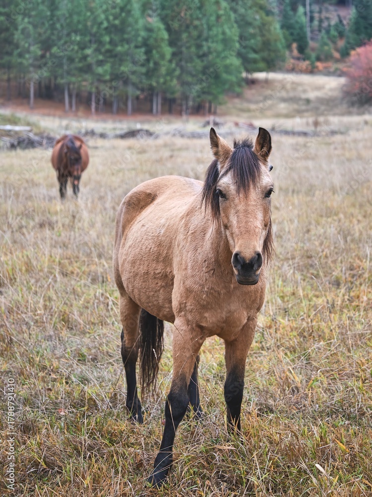 Obraz premium Close up of a horse in the field.