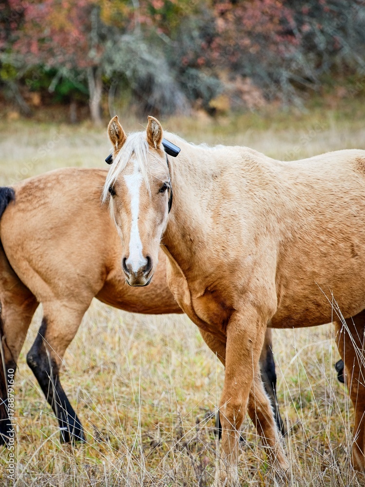 Fototapeta premium Close up portrait of a light brown horse.