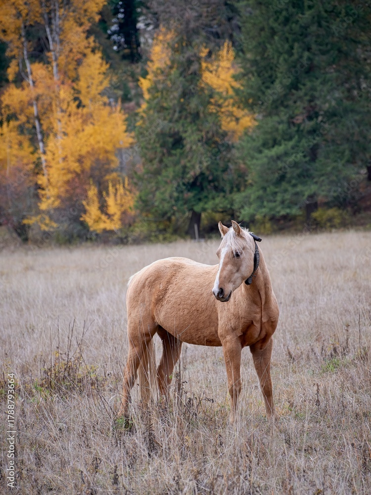 Fototapeta premium Horse in pasture during autumn.