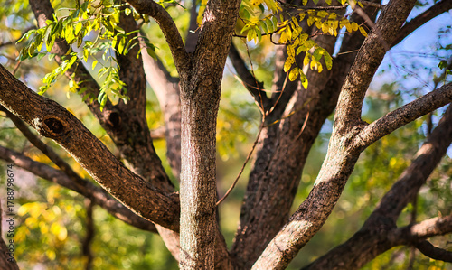 Branches of a maple tree in the fall