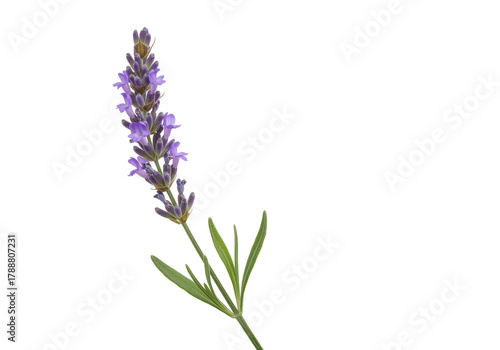 Fragrant lavender flower isolated PNG on transparent background, aromatic purple blossom for aromatherapy and herbal remedies