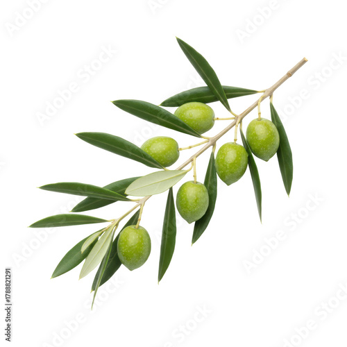Wallpaper Mural Isolated olive branch with green olives and leaves on a pure surface Torontodigital.ca