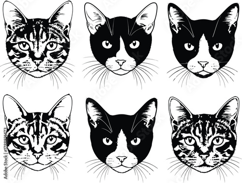 Six cat faces in black and white showing different markings and patterns in a graphic style illustration