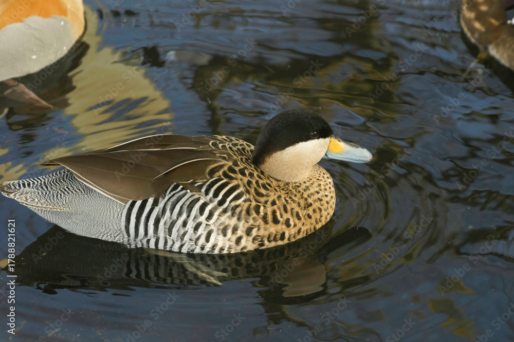Obraz premium A Silver Teal duck Spatula versicolor swims gracefully in the pond, its distinctive plumage creating reflections