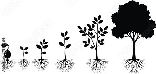 Plant growth stages silhouette, seed to tree vector illustration, nature development, botanical evolution, root system concept