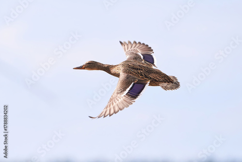 Mallard female duck bird in flight ( Anas platyrhynchos )