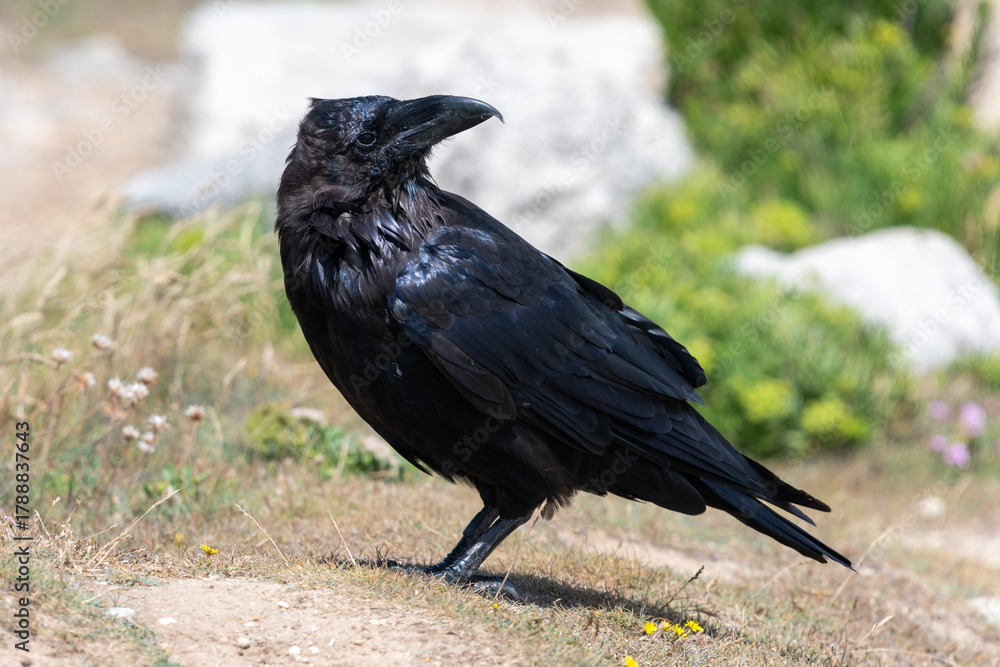 Obraz premium Close up of a raven (corvus corax) perching on the ground