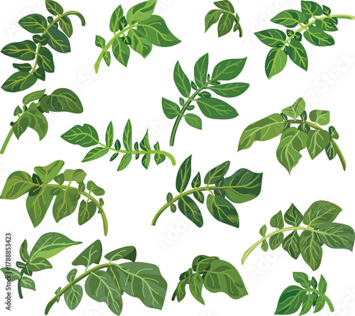 Set of green potato leaves isolated on white background