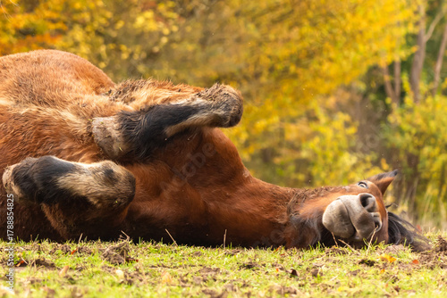 Pferd wälzt sich im  bunten Herbst