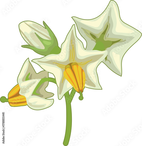 Potato inflorescence with white flowers isolated on white background