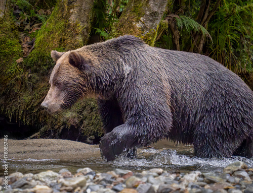 Grizzly Bear Fishing for salmon