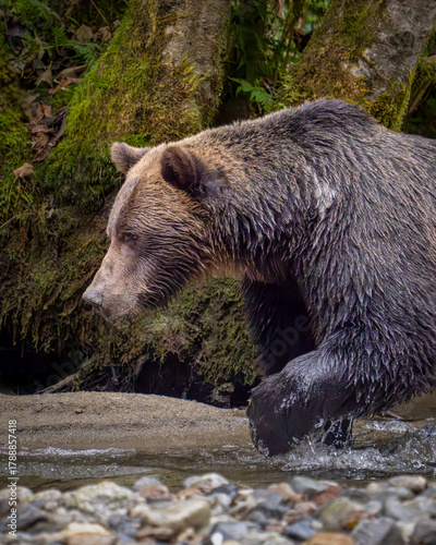Grizzly Bear Fishing for salmon