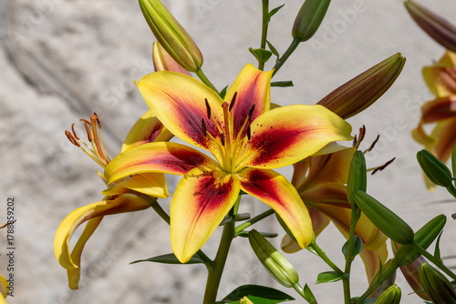 Nancy, France - June 24th 2024 : View on a yellow and red flower of Hemerocallis in a botanical garden in Nancy.