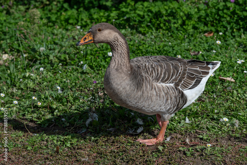 Nancy, France - October 5th 2024 : View on a Greylag goose adult on green grass in banks of the Meurthe river.