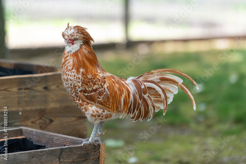 Nancy, France - June 3rd 2025 : View on a male Padovana chicken in a henhouse in a park in the city of Nancy.