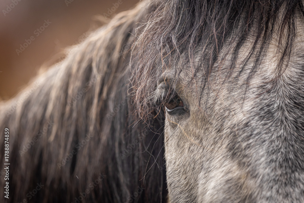 Fototapeta premium Pferd im bunten Herbst