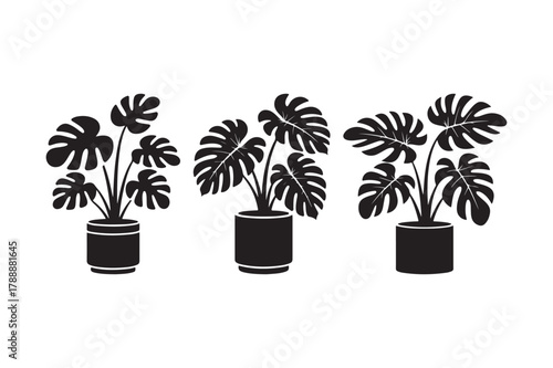 Three potted monstera plants in a minimalist silhouette style