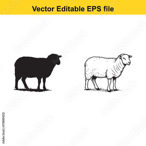 Side by side comparison of a sheep silhouette and a detailed line drawing of a sheep