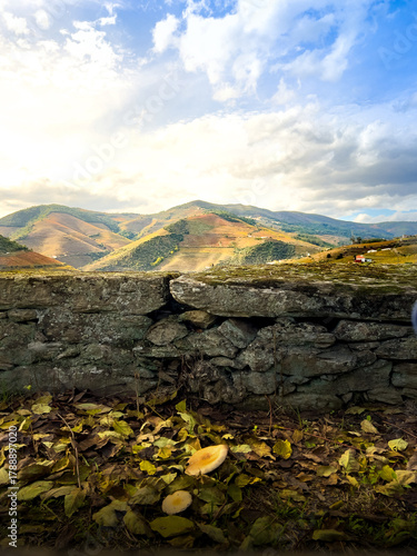 Douro Valley vineyard in Portugal, terraced slopes, vibrant autumn colors.