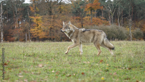 wolf in forest
