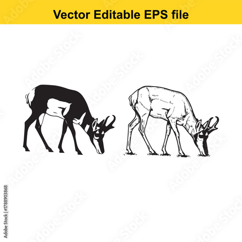 Two pronghorn antelopes, one in silhouette and one in outline, grazing on a, vector illustration