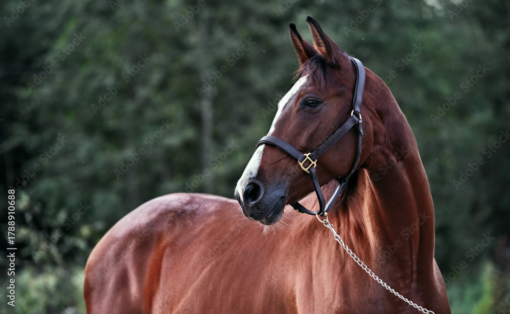 Fototapeta premium portrait of beautiful red-bay sportive Holsteinmare against forest at evening
