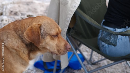 Dog howls at campsite next to owner. Brown dog gradually rising pitch of howl near seated woman, rocky wilderness setting revealing canine emotional connection