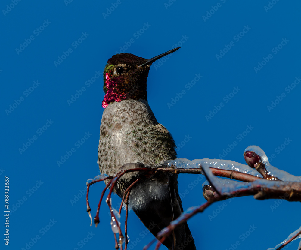 Obraz premium Anna Hummingbird and ice 2