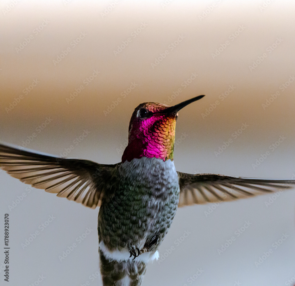 Fototapeta premium hummingbird in flight