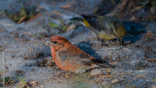 Crossbill with Ice 