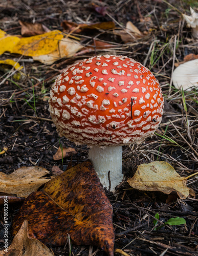 Amanita mushroom 