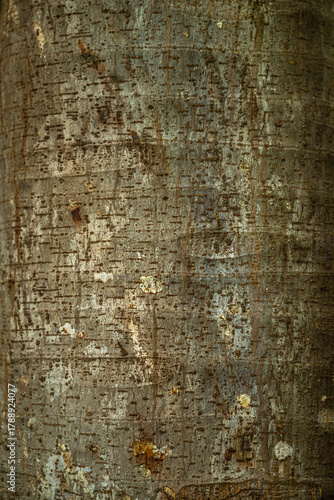 Bark of Hawaiian Ulu (Artocarpus altilis) Plant