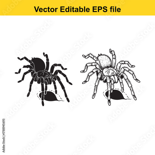 Two tarantula spiders, one in silhouette and the other detailed, on a