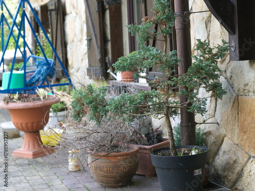Fototapeta Naklejka Na Ścianę i Meble -  mediterranean garden in italy