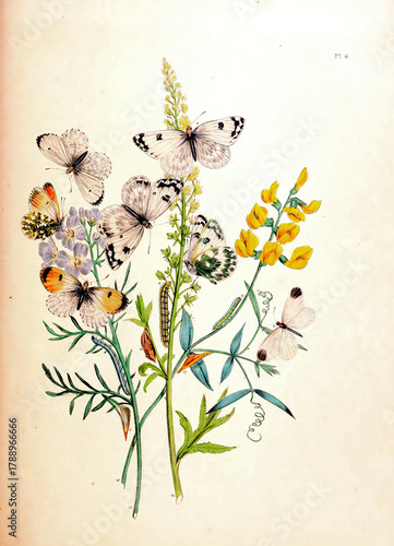 Antique scientific illustration featuring a variety of butterflies and caterpillars on blooming plant stems