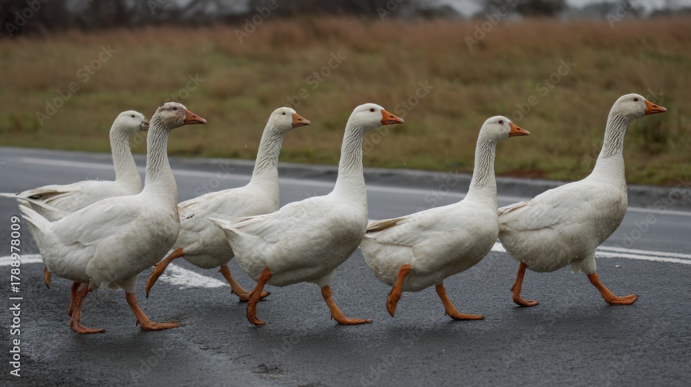 Obraz premium A group of six white geese walks confidently across a quiet road. The scene captures rural life with the geese making their way through the landscape.