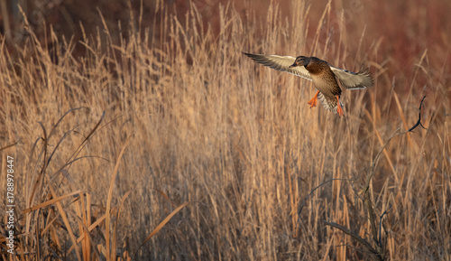 Fotografie Hen mallard landing in golden hour