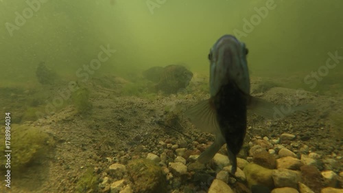  bluegill (Lepomis macrochirus) at nest, mating, schooling, taken in Central Minnesota