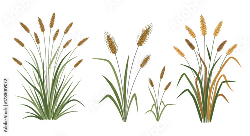 Elegant Cattail Plant Illustrations - A Botanical Collection.