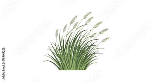 Illustration of a clump of ornamental grass with white plumes.